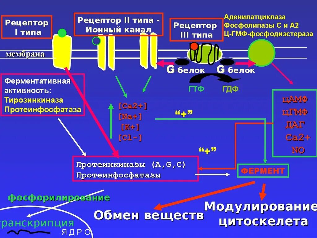 Аденилатциклаза цамф. Какое вещество активирует аденилатциклазу. Мембранный механизм действия гормонов схема. Аденилатциклаза цамф. Аденилатциклазная система биохимия схема.