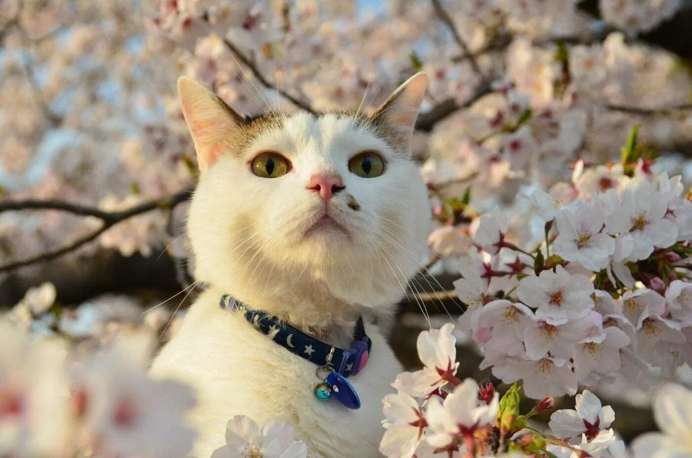 Весенняя кошечка. Кошки весной. Весенний котик.