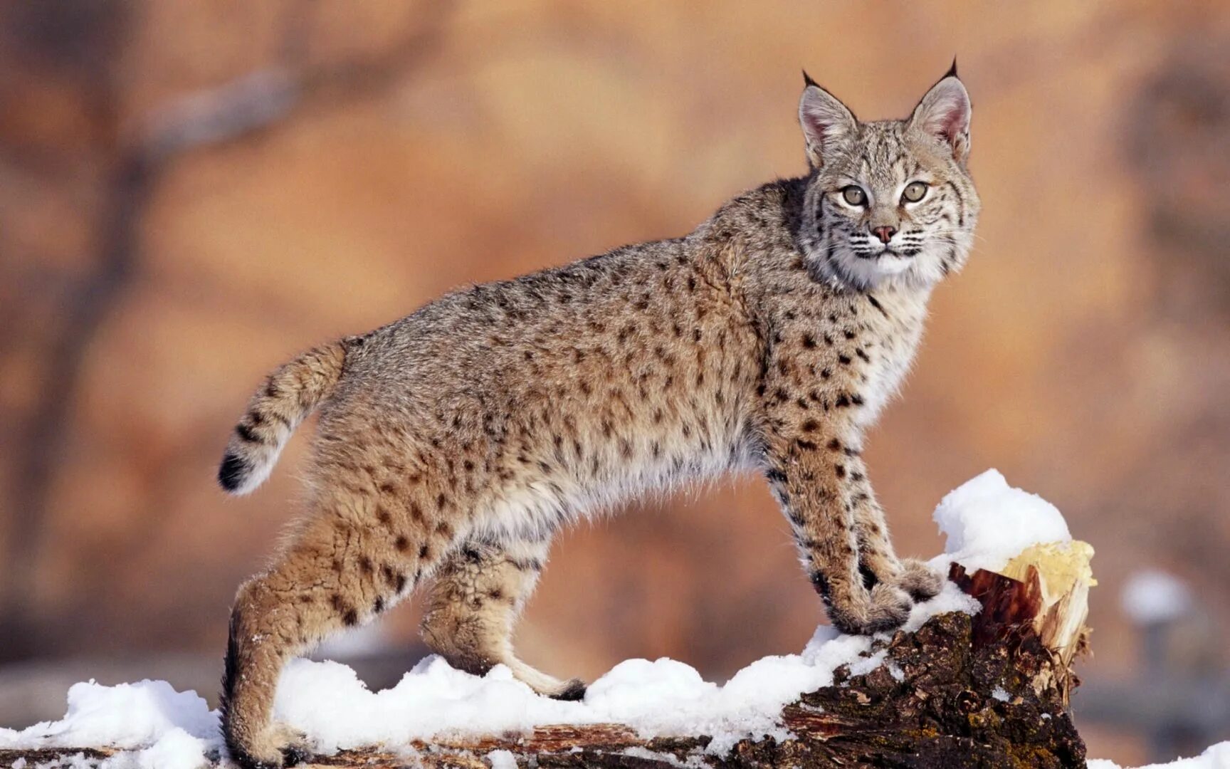Рысь — Lynx Lynx. Рысь европейская обыкновенная. Бобкэт Рысь. Гималайская Рысь.