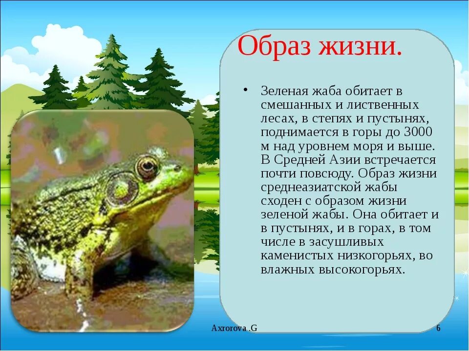 Особенности образа жизни лягушки. Образ жизни лягушки. Где живут лягушки. Земноводные образ жизни. Место обитания лягушки.