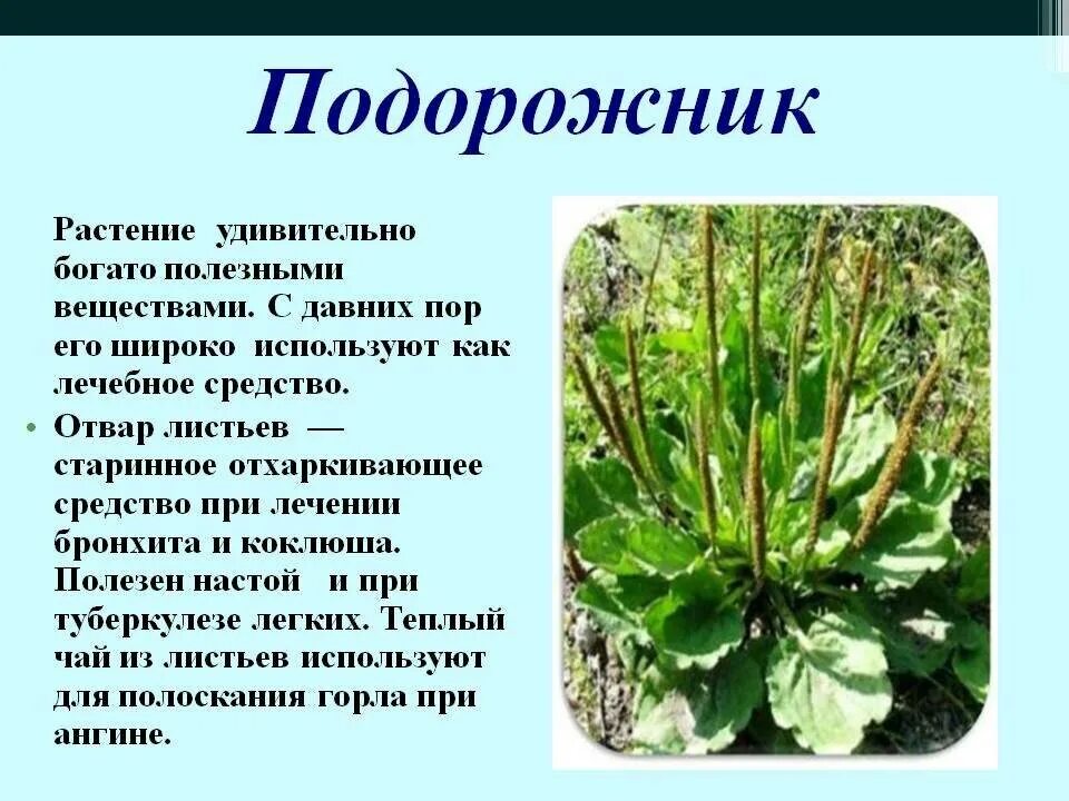 Как сделать подорожник. Лечебное растение подорожник. Полезное растение подорожник. Подорожник двудольное растение. Подорожник описание.