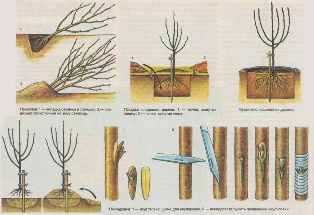 Как сохранить саженец груши. Посадка саженцев яблони весной. Посадка яблони весной саженцами. Посадка саженцев плодовых деревьев весной. Черешня клоновый подвой.