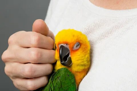 Petting Birds - Training Birds to Be Pet.