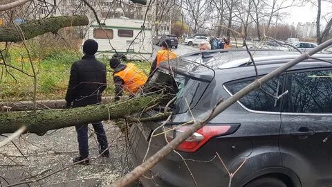 Во дворе упало дерево что делать