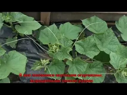 Огурцы посадка июнь