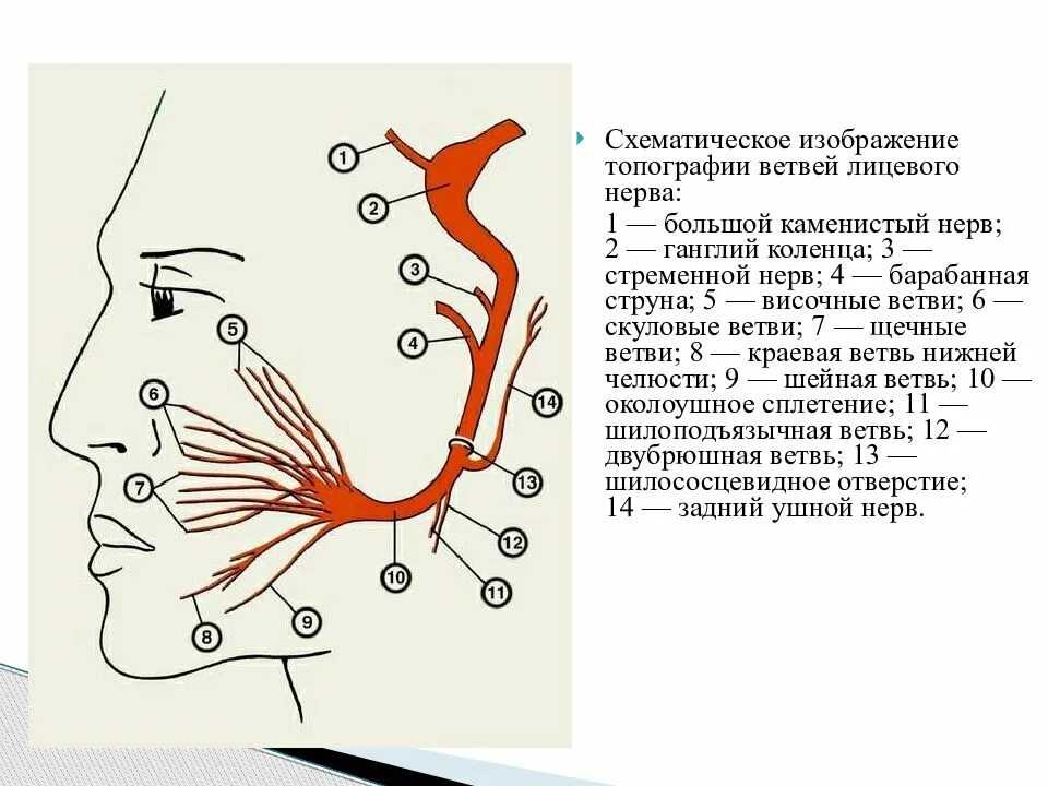 7 черепной нерв. Ветви лицевого нерва схема. Схема иннервации лицевого нерва. Лицевой нерв схема строения. Ветви лицевого нерва схема проекция.