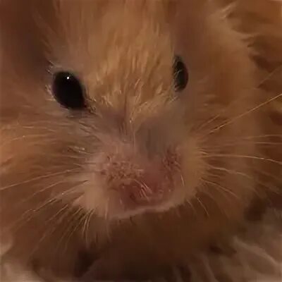 Игра хомяк в лабиринте. Хомяки джунгарики. Хамстер 8 июня. Игра hamster. Хамстер 8 июня.