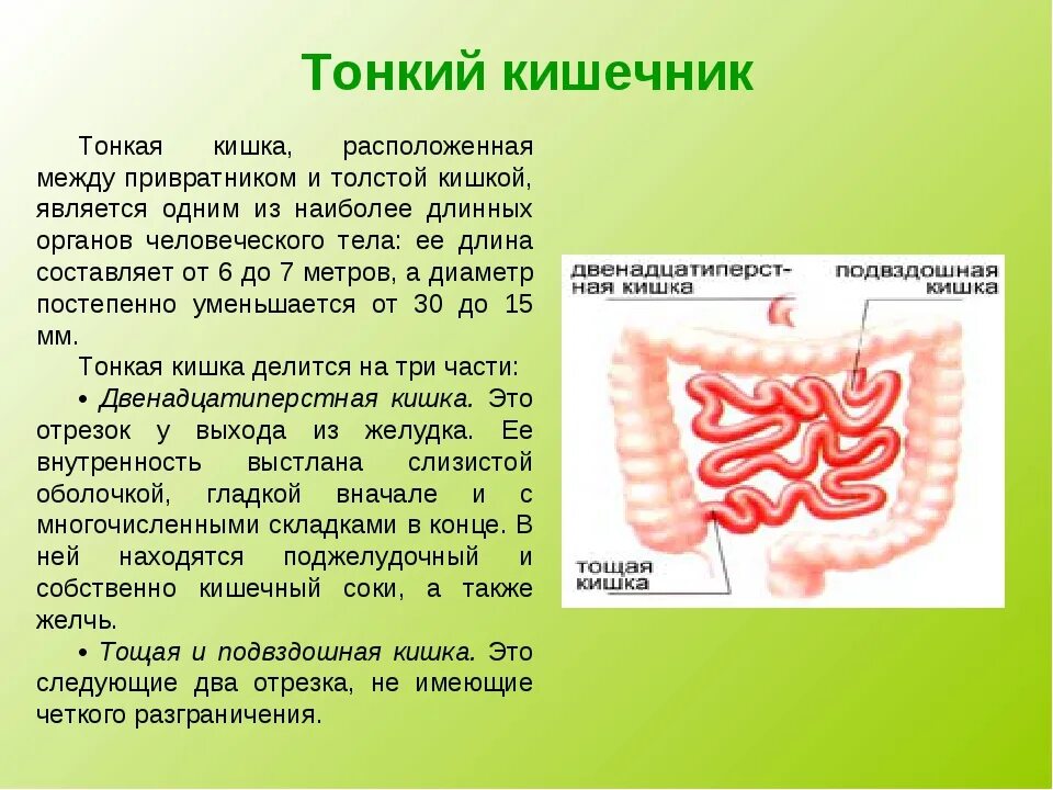 Тонкая кишка биология