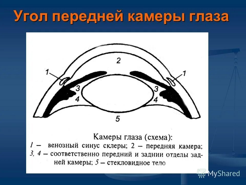 Функция передней камеры глаза. Угол передней камеры глаза. Структуры угла передней камеры глаза. Анатомия угла передней камеры. Угол передней камеры глаза строение.