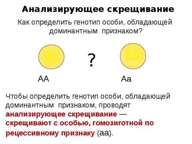 Гомозиготная особь с рецессивным признаком. Анализирующее скрещивание проводят с целью. Моногибридное скрещивание анализирующее скрещивание. Моногибридное гомозиготное скрещивание. Как определить генотип гомозиготной особи.