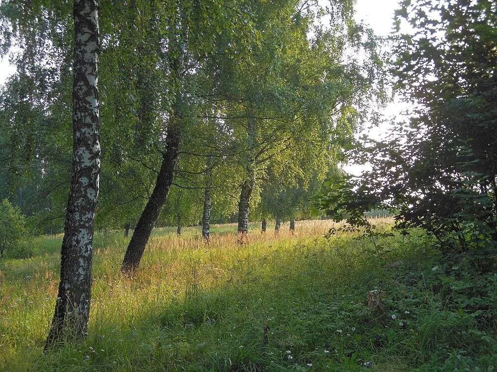 Бродить в перелеске. Перелески леса. Деревни и перелески. Перелесок деревня. Летний перелесок.