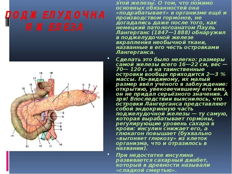 Эндокринная часть поджелудочной железы гормоны. Двенадцатиперстная кишка нервная регуляция. Гормоны поджелудочной железы биохимия. Поджелудочная железа островки Лангерганса гормоны. Поджелудочная железа избыток гормона