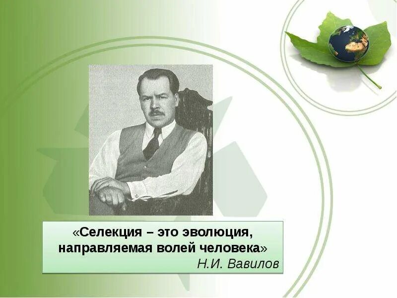 Селекция эволюция направляемая человеком. Вавилов николай иванович селекция 9 класс. вавилов основатель селекции. селекция это эволюция направляемая волей человека. вавилов основы селекции.