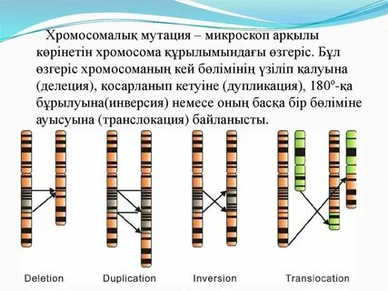 Әзірбайжан секс