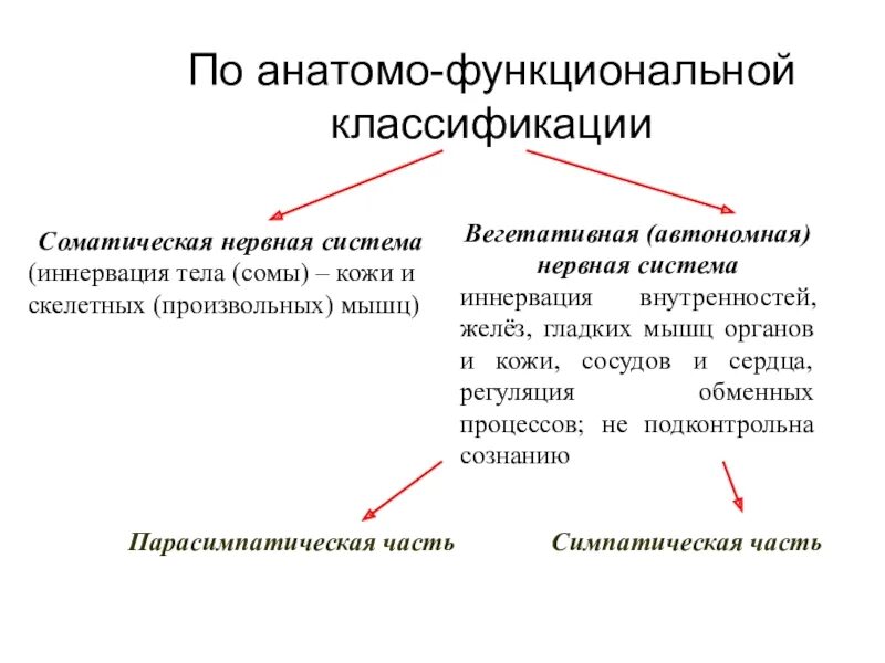 Анатомо функциональных. Анатомо-функциональная классификация нервной системы. анатомо функциональная система классификации нервной системы. функционалтная коассификачция неивной система. классификация вегетативной нервной системы.