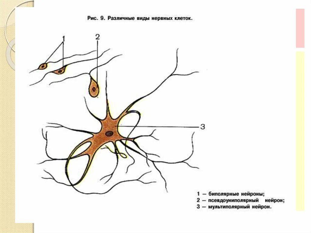 Какие нейроны в рогах спинного мозга. Строение спинного мозга Нейроны. Классификация нейронов спинного мозга. Нейроны спинного мозга схема. Вставочные Нейроны спинного мозга.