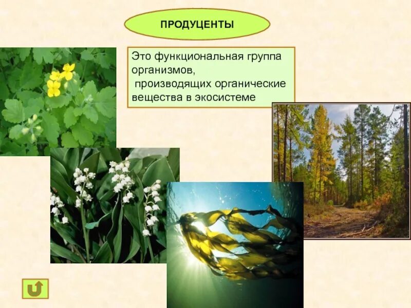 Г продуценты. Продуценты. понятие продуценты. растения продуценты. экосистема растений.