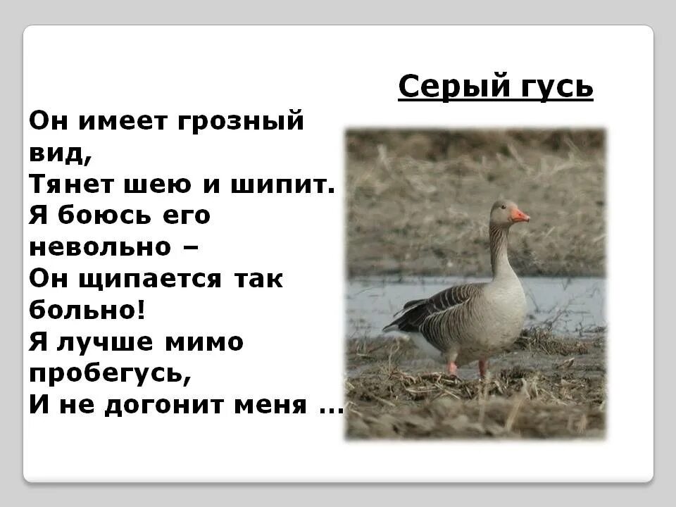 Текст про гусей. Загадка про гуся. Стихотворение про гуся. Загадка про гуся для детей. Загадка о Гусе.