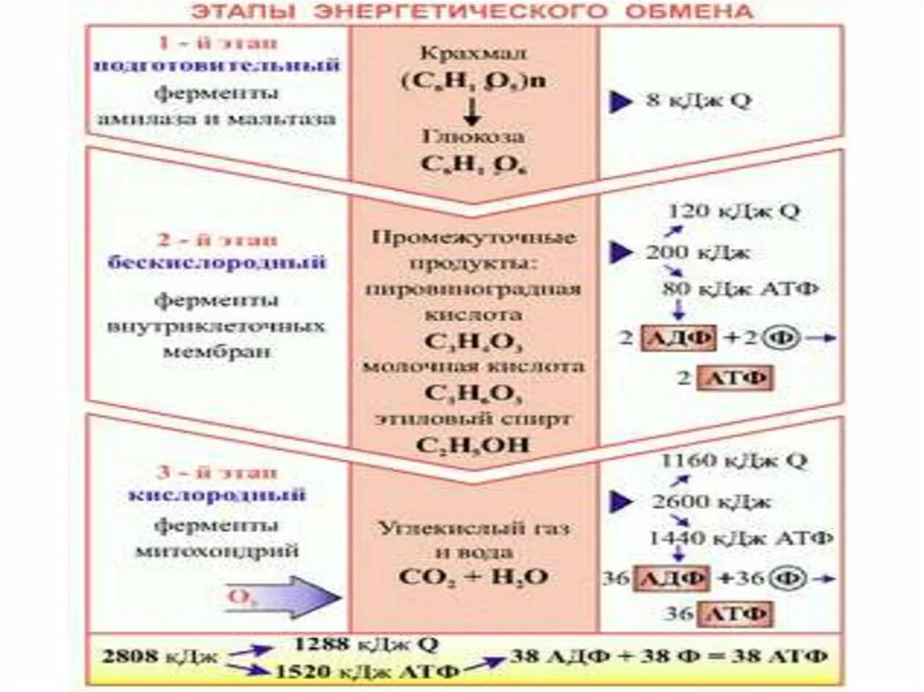 Три этапа обмена. Схема процессов энергетического обмена. Этапы энергетического обмена схема. Энергетический обмен схема биология. Этапы энергетического обмена схема 9 класс биология.