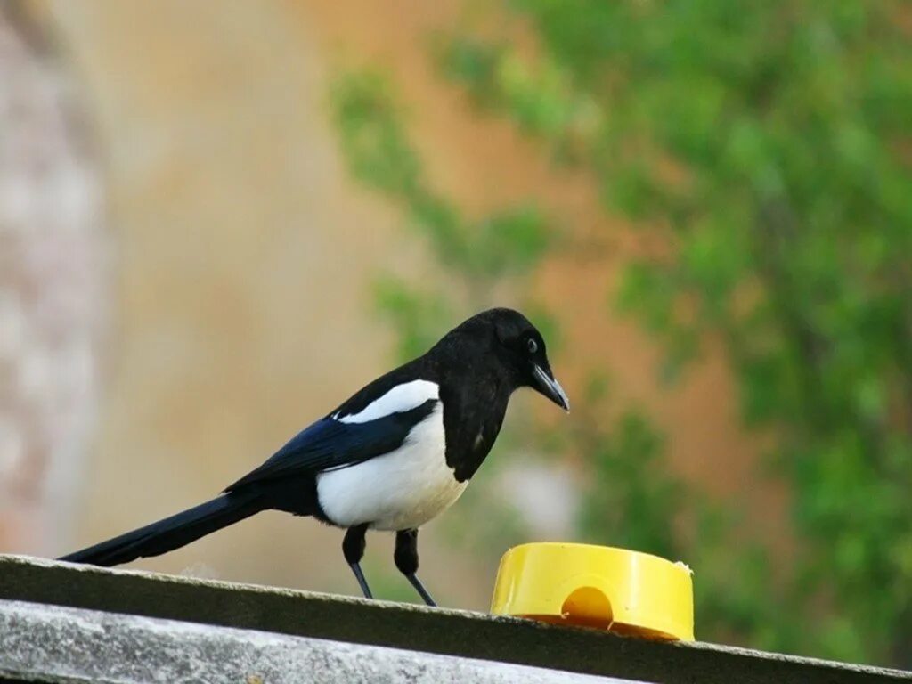 Сорока-воровка. Сорока-ворона. Сорока ворует. Сорока с кольцом в клюве. Сорока любит блестящее.