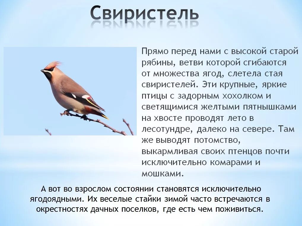 Свиристеть глагол. Свиристель зимующая. Свиристель зимующая птица или Перелетная. Птица свиристель характеристика. Свиристель Перелетная птица.