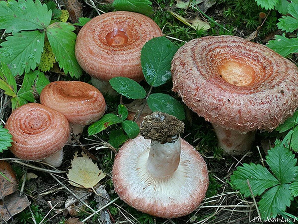 Волнушка съедобный или нет. Волнушки грибы. Гриб волнушка розовая. Lactarius torminosus – волнушка. Млечник волнушка гриб.