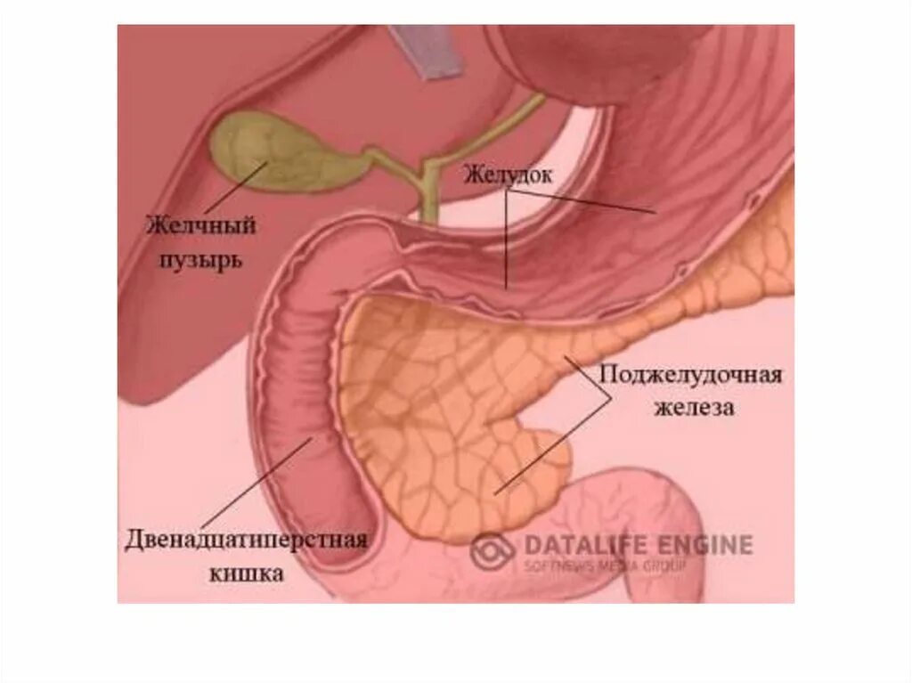 Воспаление поджелудочной железы желчного пузыря. Поджелудочная и желчный пузырь. Желчный пузырь и поджелудочная железа. Желчный пузырь и поджелудочная железа расположение. Печень желчный пузырь поджелудочная железа желудок.