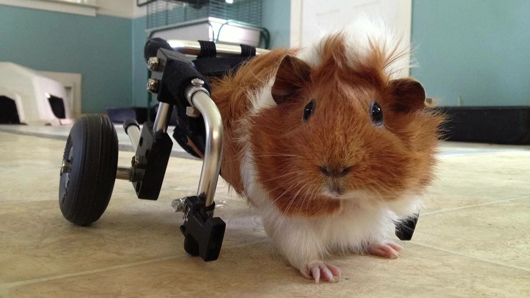 Лапки морской свинки. Морская Свинка Джиппи. Инвалидная коляска для морской свинки. Морская Свинка инвалид.