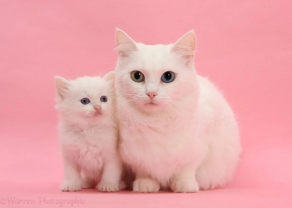 Розовый котенок маленький. Розовая кошка. розовый котик. розовые кошки порода. милые котята розовые.