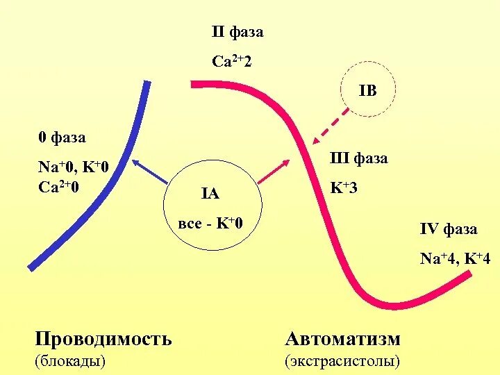 Низкая вторая фаза. CA-фаза. Ca0 CA+2. Модель ca2. Стадия g0.