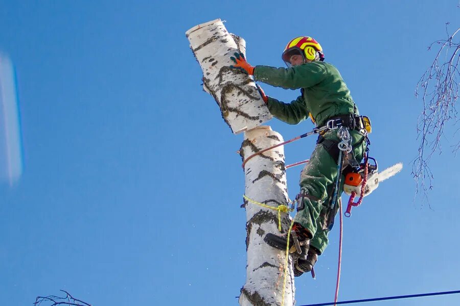 Арборист профессия. Спил валка деревьев. Валка деревьев. Валка деревьев частями. Арбористика спил деревьев.