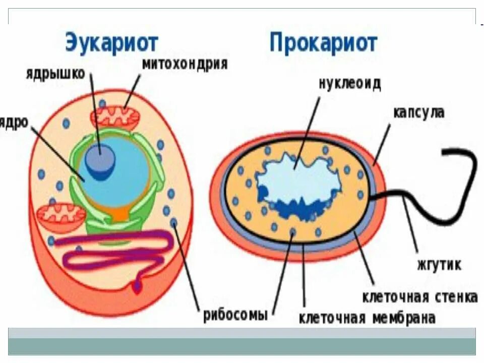 Строение прокариот и эукариот рисунок. Прокариотическая и эукариотическая клетка рисунок. Строение прокариотической и эукариотической клеток. Сравнение прокариотической и эукариотической клетки рисунок.
