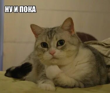 Кот пока