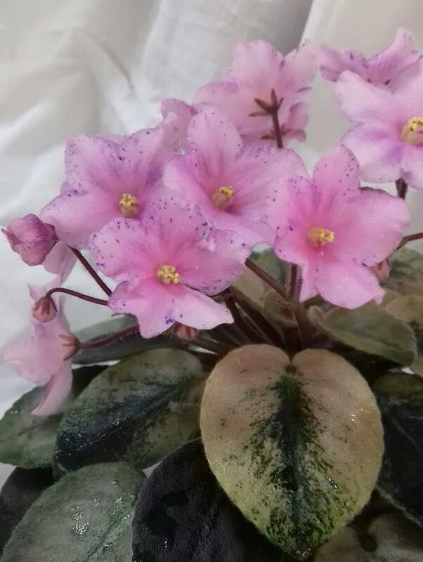 фиалка звезда макуни. н барышня. н барышня. фиалка н барышня. фиалка степная барышня.