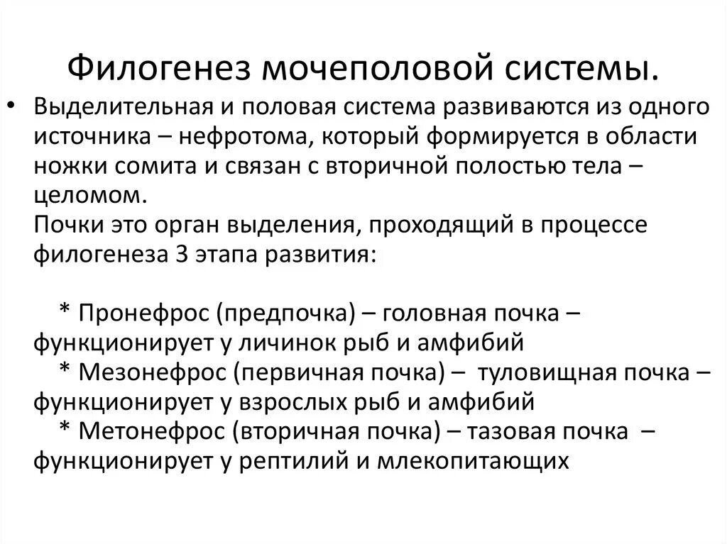 Филогенез систем. Филогенез половой системы позвоночных. Филогенез мочеполовой системы позвоночных. Основные этапы филогенеза мочеполовой системы. Филогенез выделительной системы.