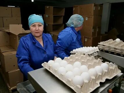 Птицефабрики алтайского края