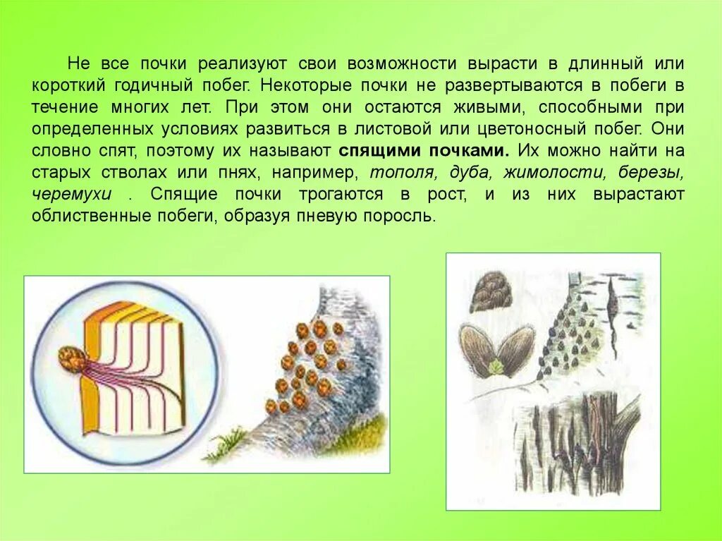 Почему почки называют биологическим фильтром. Спящие почки у деревьев. Спящие почки растений. Спящие почки это в биологии.