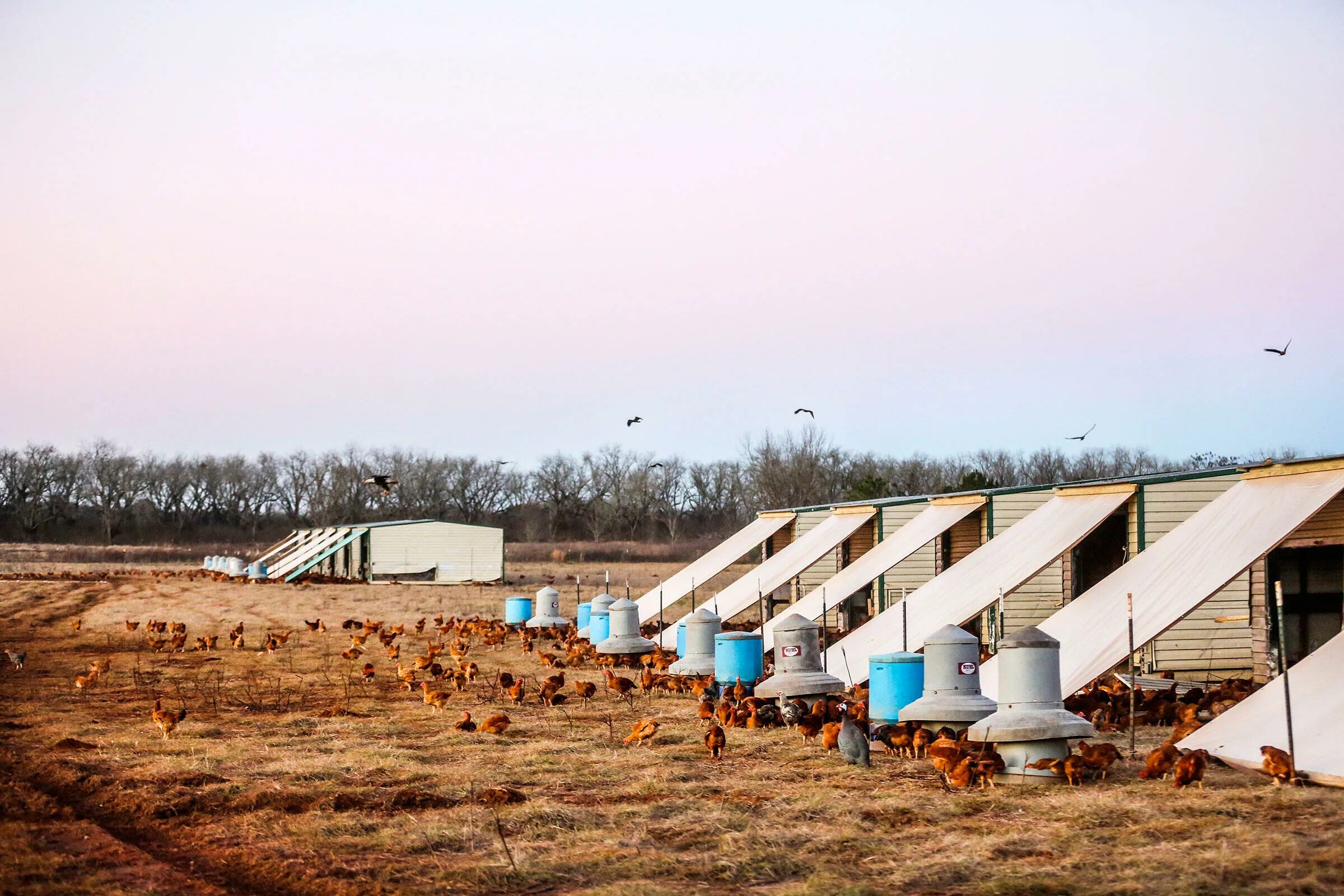 Родительское стадо кур. Poultry Farm. Eagle Farm. Ремонтное стадо