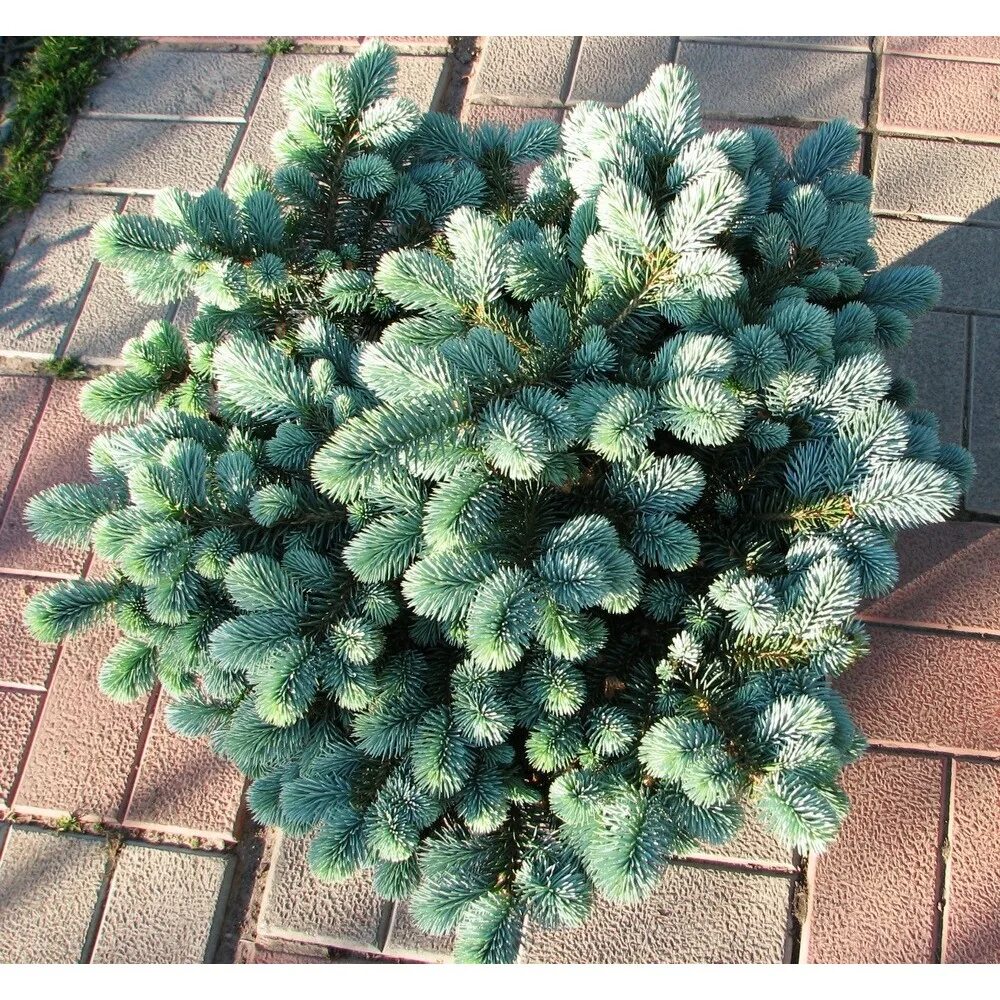 Ель колючая (Picea pungens glauca globosa). Ель колючая Picea pungens glauca. Ель голубая Глобоза. Ель колючая голубая Глаука Глобоза. Ель колючая глобоза