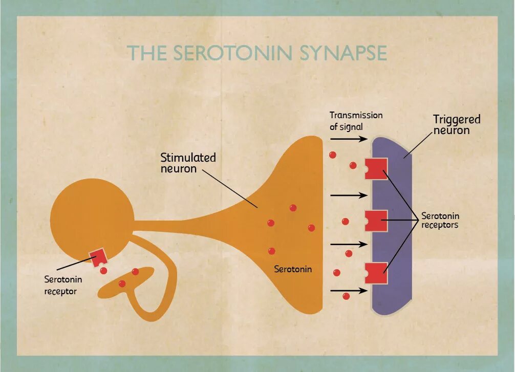Синапс серотонин. Серотонин механизм. Серотонин механизм действия. Нейрон серотонина. Серотонин клетки