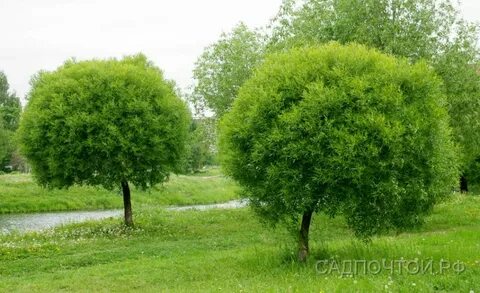Шаровидная ломкая