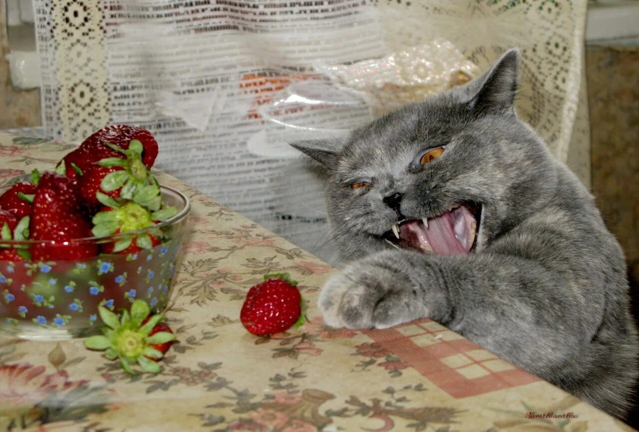 Кот есть сырую картошку. Кот клубника. кот кушает клубнику. котенок с клубникой. котик ягодка.