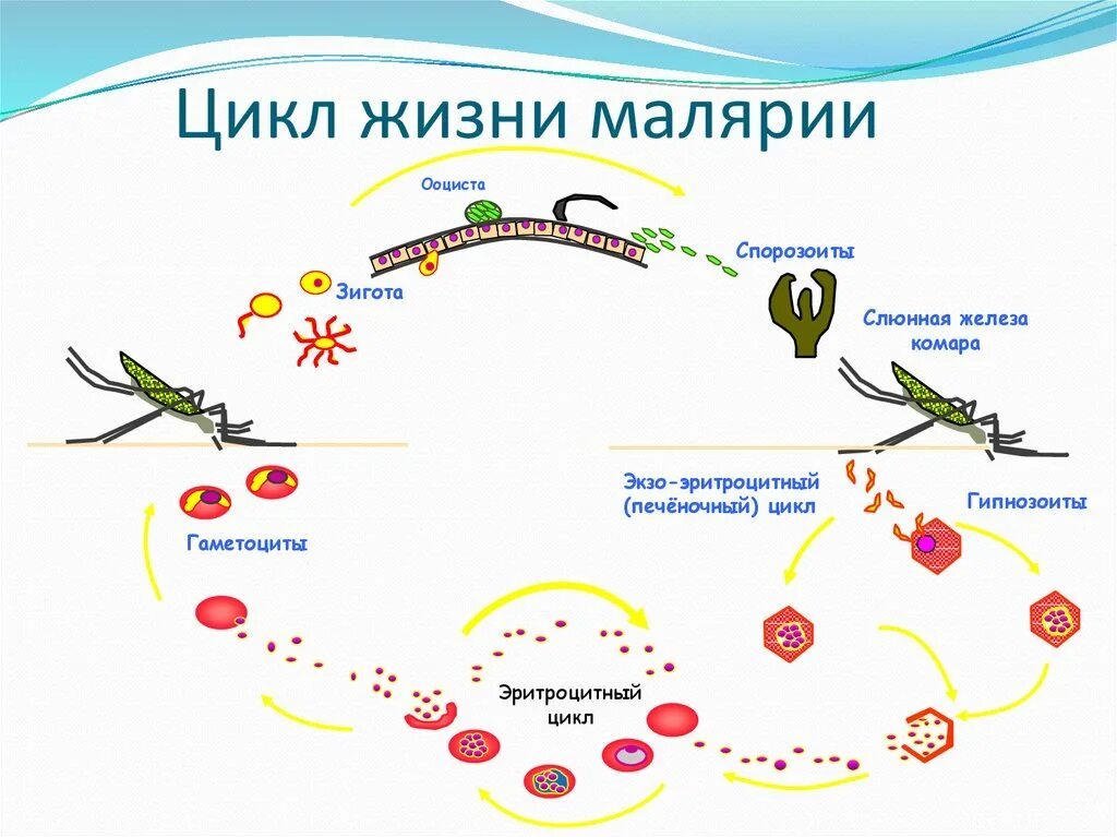 Цикл развития малярийного плазмодия в Комаре. Механизм передачи малярийного плазмодия. Цикл развития малярийного комара схема. Жизненный цикл малярии схема. Малярия цикл развития малярийного плазмодия