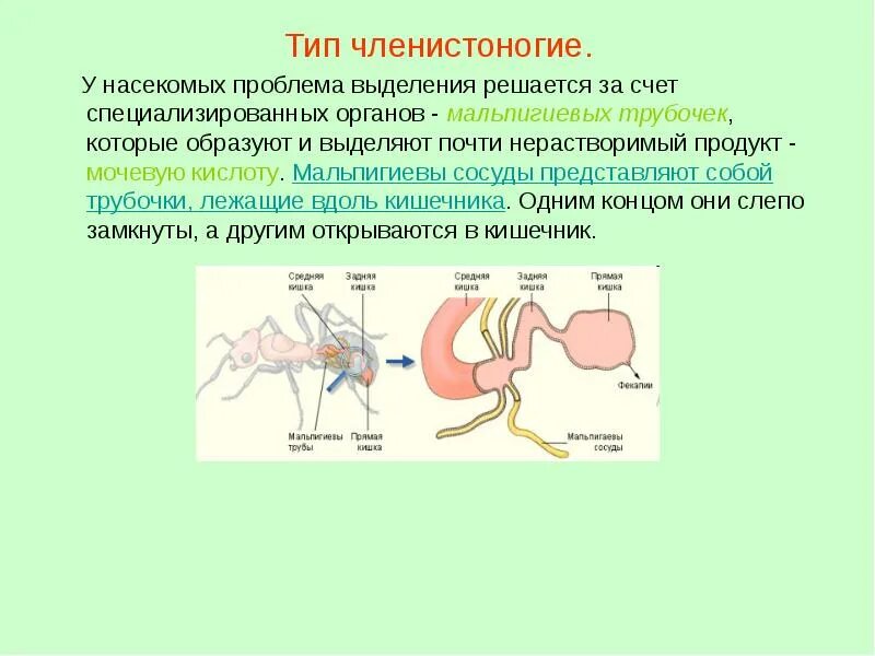 Выделения осуществляется. Членистоногие система выделения. членистоногие выделительная система. тип членистоногие органы выделения. выделительная система членистоногих 7 класс.