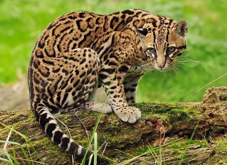 Леопард Оцелот. Оцелот Южная Америка. Оцелот кошка. Оцелот (leopardus pardalis).