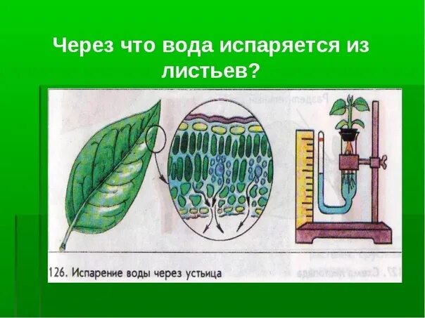 Испарение воды растениями 6 класс биология. Испарение воды листьями 6 класс биология. Процесс испарения воды листьями. Испарение воды через устьица. Зачем листьям вода