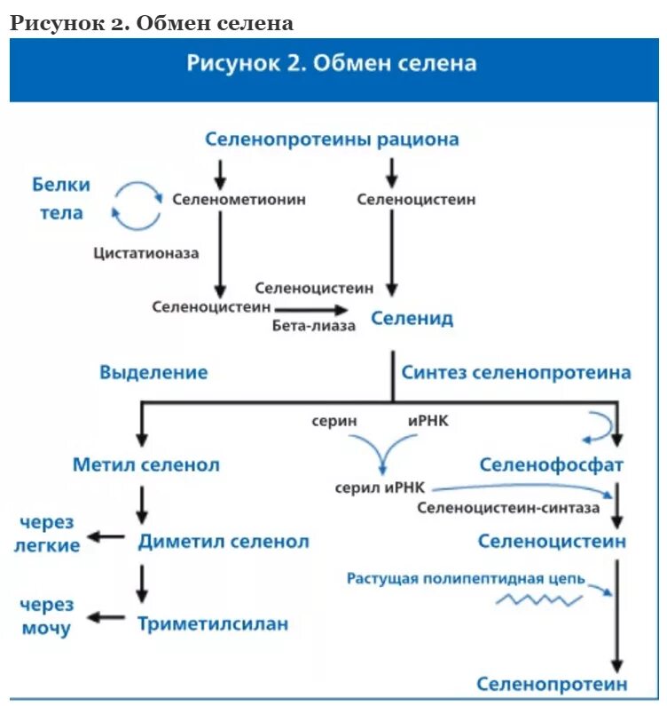В какой форме селен лучше усваивается. В какой форме селен лучше усваивается