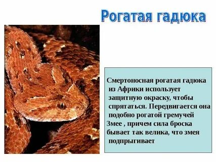 Приведи примеры животных которые спасаются при помощи