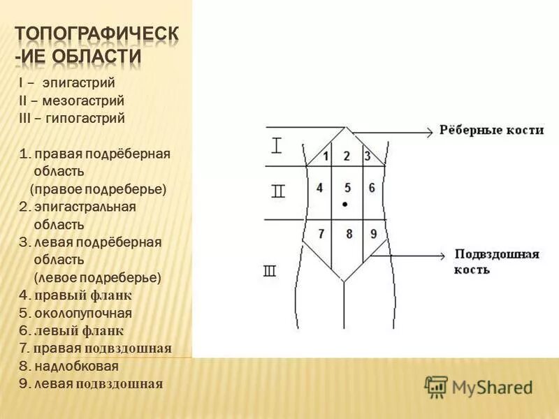 надчревная область живота. мезогастрий. анатомические области живота человека. области живота. эпигастральная подложечная область болит.
