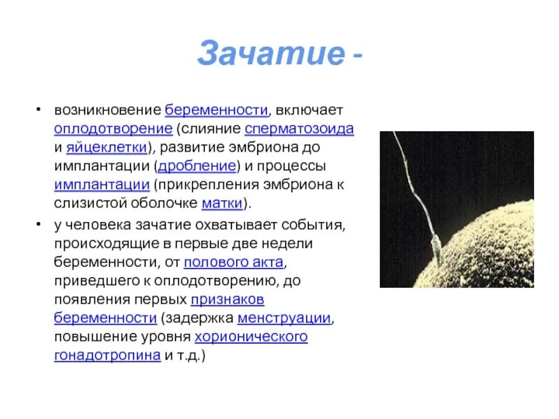 Через сколько прикрепляется эмбрион. Возникновение беременности. процесс прикрепления эмбриона. процесс оплодотворения яйцеклетки и прикрепление. изменение сперматозоида при оплодотворении.